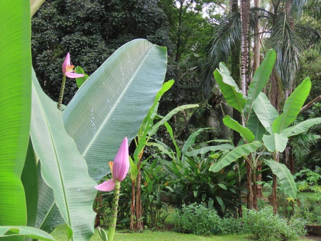 Sand Dollar Beach Bed & Breakfast Bocas Town Luaran gambar